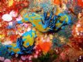 Two tambja nudibranches in the Poor Knights