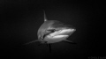 Caribbean Reef Baby: This shot was taken in Exuma, Bahamas during a shark feed at The Austin Smith Wreck. Sharks are my absolute passion and I love the close encounters I get while taking photographs.
