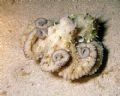 Angry octopus caught on a night dive at Mgarr Ix Xini on Gozo.