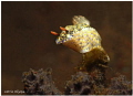 lets jump little barongsai (Hypselodoris infucata)