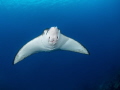 Eagleray