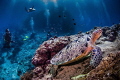 This image was taken on a dive at Sipadan marine reserve. If you look closely you can just make out a huge school of jack fish in background with divers within. These turtles were breeding at time with male doing 'swim overs' for a good 10 minutes!