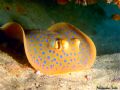 Blue spotted ray under a ledge, Exmouth, Western Aus.
