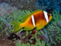 Just another Clownfish!
Cannon A20+Epoque flash