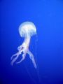 Jellyfish seen on the safety stop after diving Barracuda point in Gozo