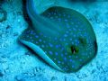 Blue Spotted Stingray taken at Stingray Station with a Canon A40 Powershot with strobe.