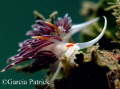 cratena peregrina