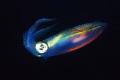 night dive