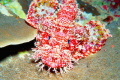 scorpion fish, night dive
