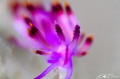 Flabellina_rubrolineata (taken 13-12-2014 )