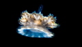 Floating beauty
Canon Eos 5D Mark III
EF 100mm 1/200 sec at f/16.0. ISO 250