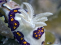 Nudibranch