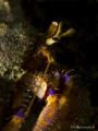 Hermit Crab