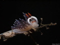 Cratena peregrina