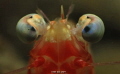 Hypnotized Shrimp