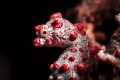 Bargibanti, the Christmas Sea Horse