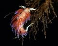 Kratena peregrina,Italy, Sardegna, Capo Coccia, La Madonnina cavern
