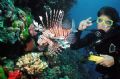 Gus and a lion fish.