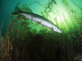 Fresh water Pike