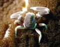 Porcelaine crab