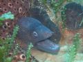Moray