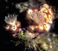 I am a big fan of Dr. Whorton´s photography and I wonder how he would have taken this one! I found these little guys in Kavieng, PNG.
