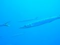 Barracuda