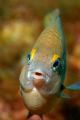 A damsel with its typical atitude, the 