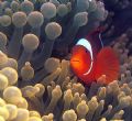 One more Clownfish.
