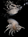 Near the surface -Fimbria Tethys Fimbria the Biggest Mediterrean Sea Nudibranch. Night Dive in Reggio di Calabria.