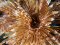 Beautiful creatures:
Magnificent Feather Duster - shot with a GH4 and Oly 12-50mm (MacroMode) in a Nauticam Housing.