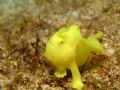 Commerson's Frogfish
Check him out blowing and making a wish!!! He looks sooo hardcore, well, as as you can get being 3/4 of an inch...Full frame shot btw
