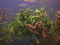 Cristatella mucedo and green Spongilla lancustris