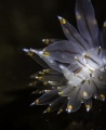 Taken on a night dive on Vancouver Island. This orange-tipped nudibranch (Janolus fuscus) was taken with a super macro converter, nauticam housing, nikon D800 with 105mm lens.