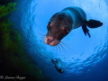 Adorable, playful Sea Lions greet me on a dive in the Coronado Islands