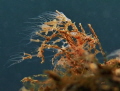 Pelmatohydra oligactis - gestielter Süßwasserpolyp