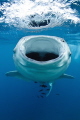 Juvenile whaleshark feeding at the surface in Djibouti.  Natural light, no strobes.
