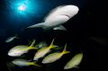 Caribbean reef shark