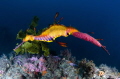 Weedy Seadragon, Phyllopteryx taeniolatus (Lacépède, 1804). Kurnell, Sydney, Australia 2015-01-05.