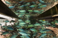 Fish reflection in an air bubble under the pontoon of the St. Regis in Bora Bora.