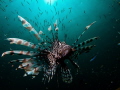 Lionfish stalking it's prey in the sunshine. Thos Lionfish was being most cooperative, letting me get in nice and close withouth being bothered.
