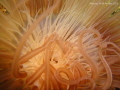 0% Edit, 0% Crop

Title: Burn!! 
When : Jan 2015
Where : Anilao
Kit : Sony T-900, Marine Pack, Torch