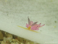 Title: Do you wan to build a snowman?
When : Jan 2015 
Where : Anilao 
Kit : G15, Subsee +10, Torch