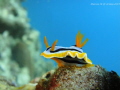 Title: Natural Light 
When : Jan 2015 
Where : Anilao 
Kit : Sony T-900, Sony Housing