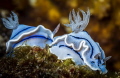 Nudibranches line