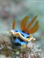 Title: From Behind.
When : Jan 2015 
Where : Anilao 
Kit : G15, Subsee +10, Torch