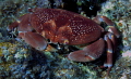 Crab with Purple eyes.....