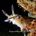 Nudibrach of sabah, borneo