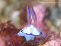 Title: Bugs Bunny. 
When : Jan 2015 
Where : Anilao 
Kit : G15, Subsee +10, Torch