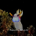 Thelenota ananas
Was shot at sapi reef borneo